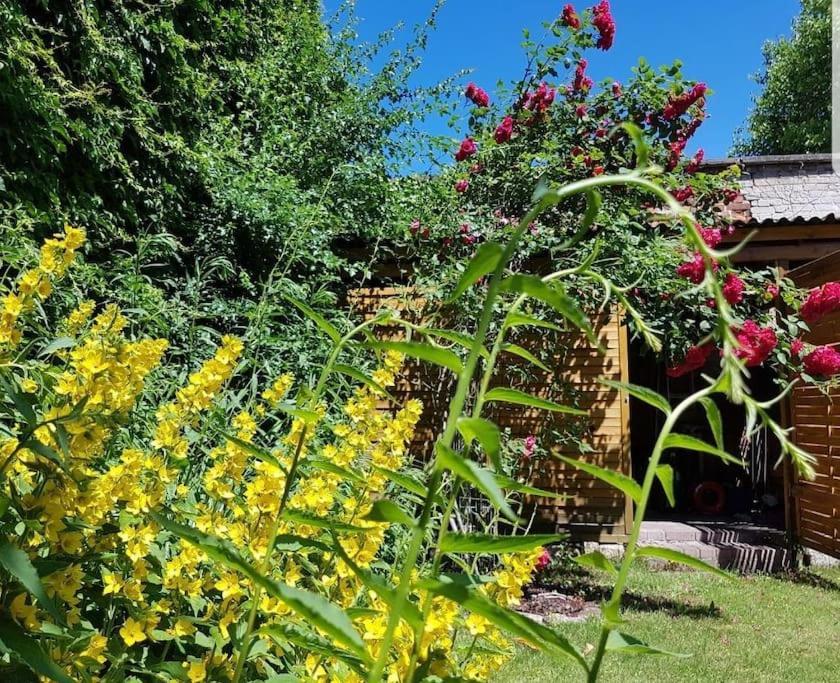 City Appartement Mit Garten, Zentral Und Trotzdem Ruhig Cottbus Ngoại thất bức ảnh
